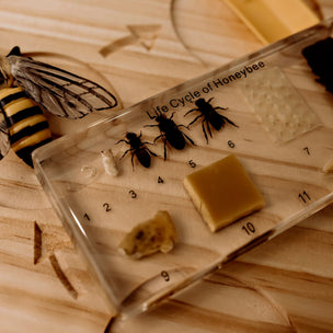 Honeybee Lifecycle Specimen Block