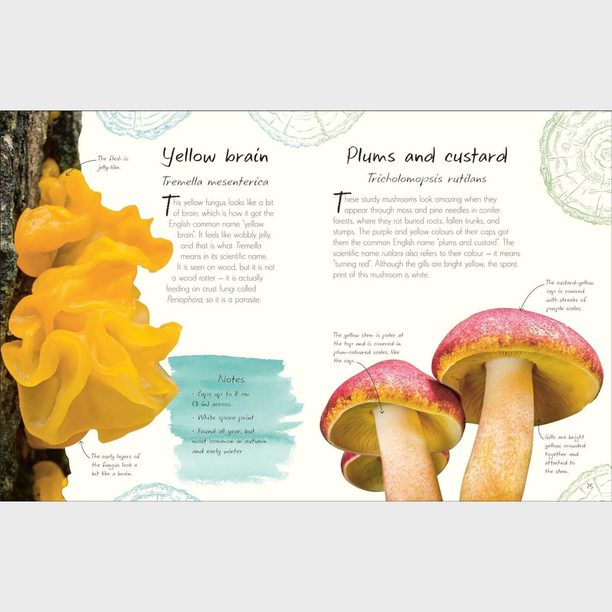 DK Anthology of Fungi – Conscious Craft
