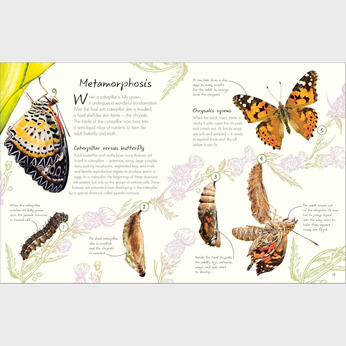 DK Anthology of Butterflies and Moths – Conscious Craft