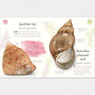 Illustration of two shells with descriptive text on a decorative background