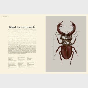 Insectarium | Welcome to the Museum