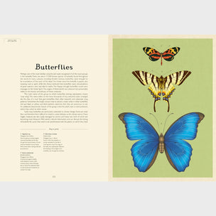 Insectarium | Welcome to the Museum
