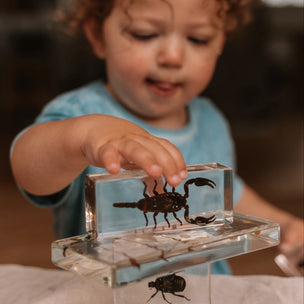 Black Scorpion Specimen
