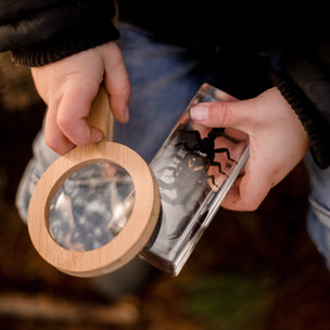 Black Scorpion Specimen