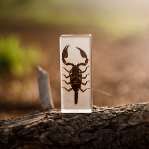 Black Scorpion Specimen