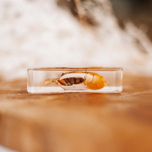 Fiddler Crab Specimen