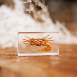 Fiddler Crab Specimen