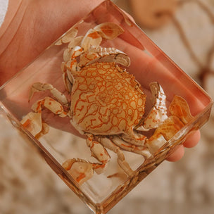 Flower Moon Crab Specimen