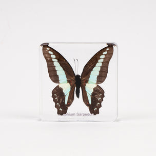 Graphium Sarpedon | Conscious Craft