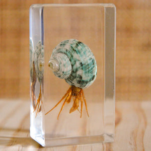 Hermit Crab Specimen
