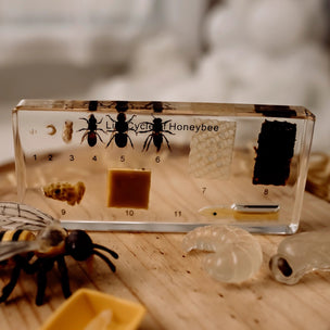Honeybee Lifecycle Specimen Block