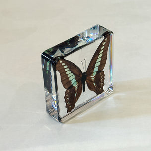 Graphium Sarpedon | Conscious Craft