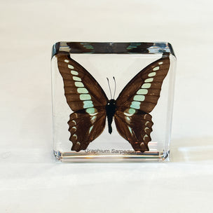 Graphium Sarpedon | Conscious Craft