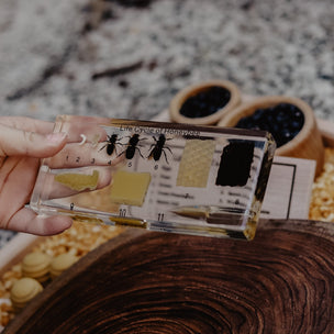 Honeybee Lifecycle Specimen Block