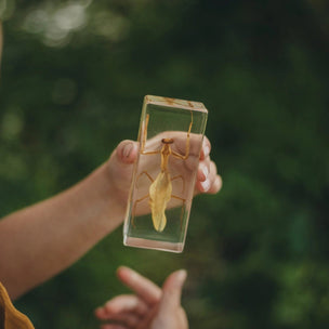 Praying Mantis Specimen