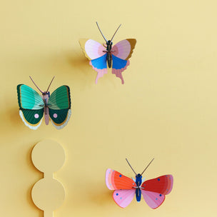 Gold Rim Butterfly