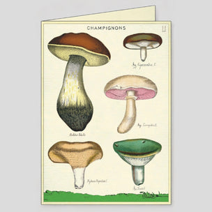 Cavallini Foraging Boxed Note Cards | Conscious Craft
