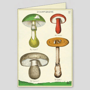 Cavallini Foraging Boxed Note Cards | Conscious Craft