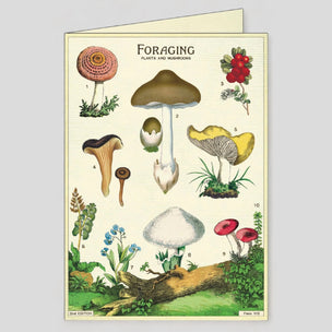 Cavallini Foraging Boxed Note Cards | Conscious Craft