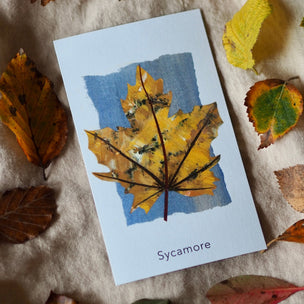 "Leaf cards" 60 Identification Flash Cards & Memory Game