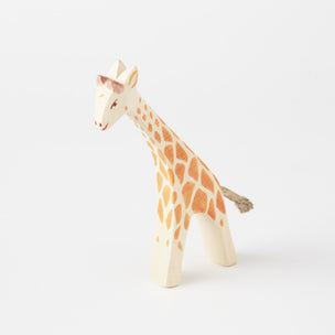 Young Giraffe