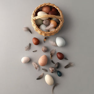 Moon Picnic | A dozen bird Eggs | Conscious Craft