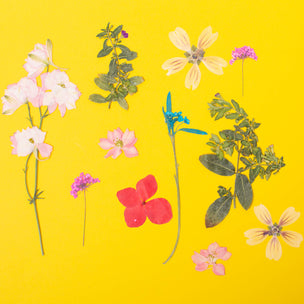 Pressed Flower Set | Pink Violet