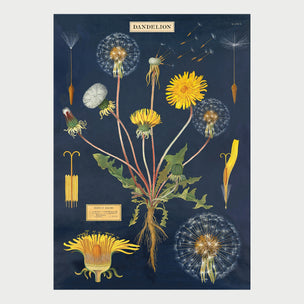 Dandelion Chart | Poster | Conscious Craft
