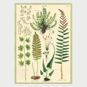 Ferns | Poster | Conscious Craft