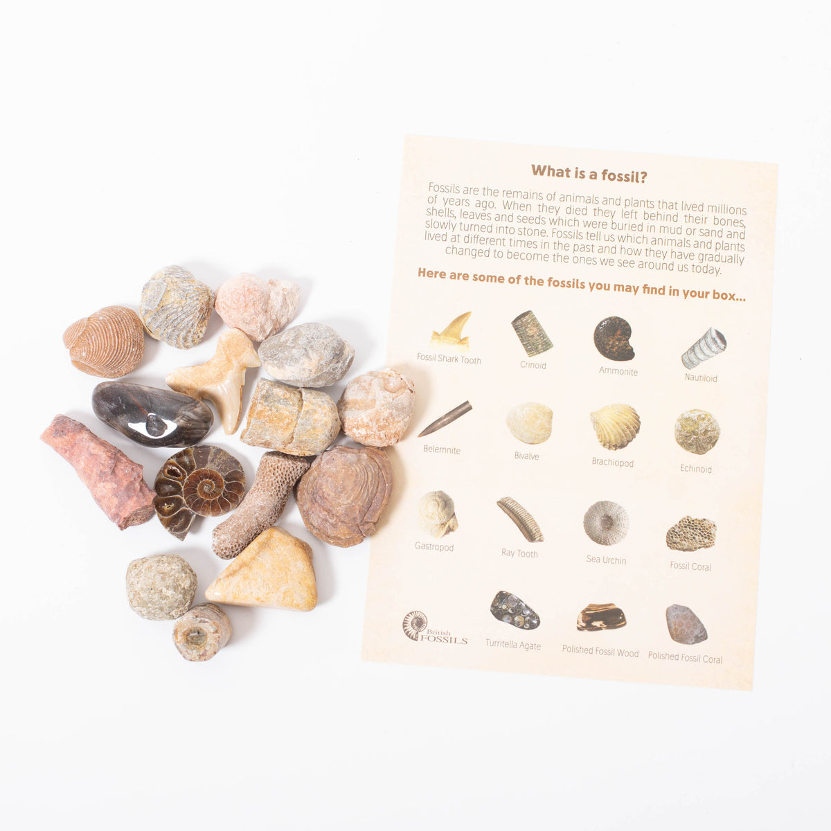 Fossil Collection Kit Conscious Craft