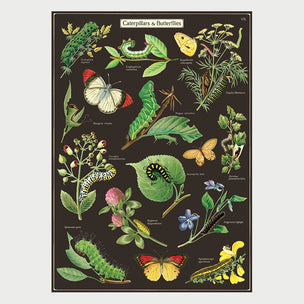 Caterpillars & Butterflies | Wrap