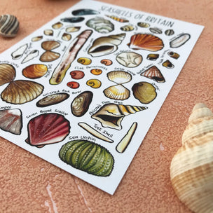 Seashells of Britain | Conscious Craft