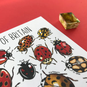 Alexia Claire | Ladybirds of Britain | Postcard | Conscious Craft