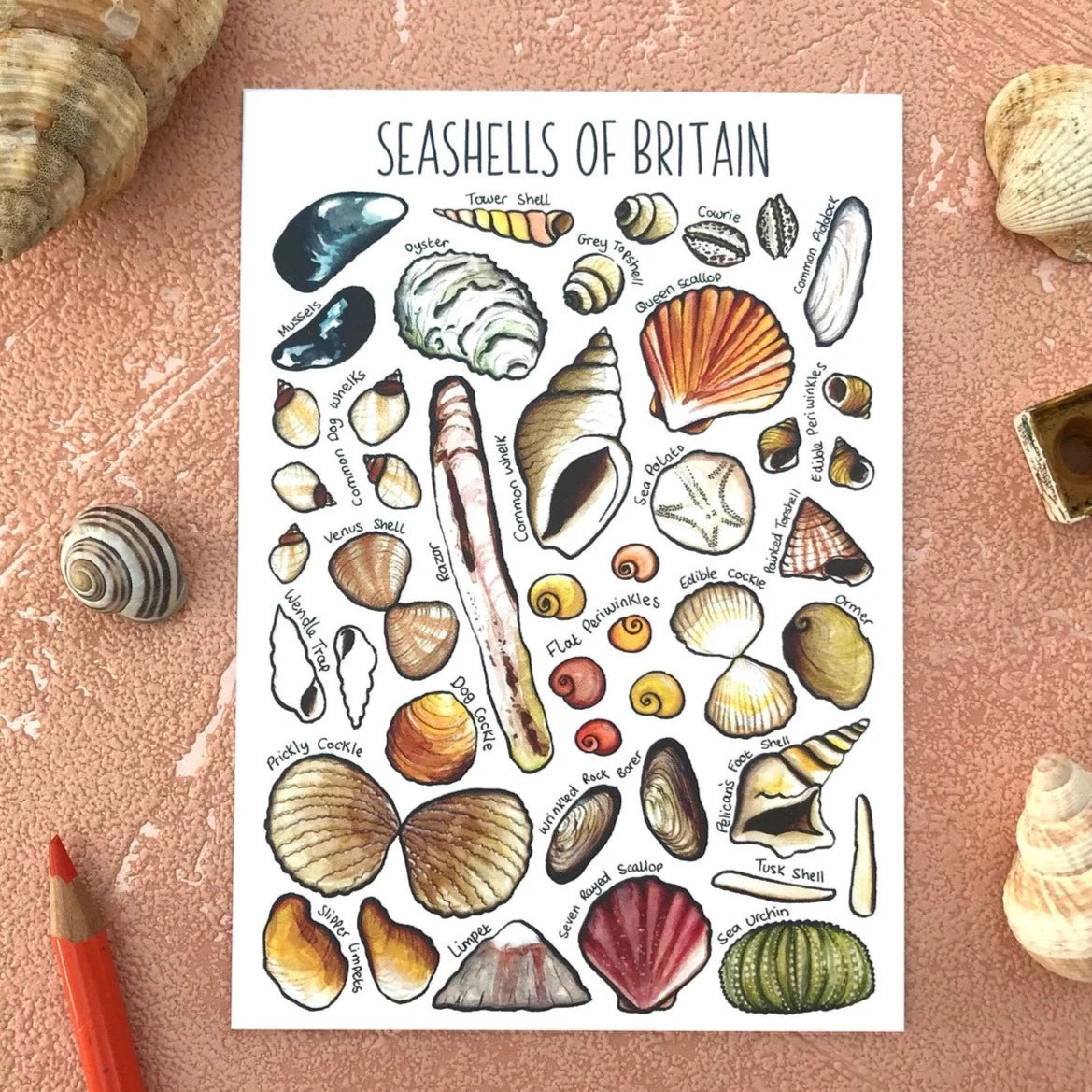 Alexia Claire | Seashells Of Britain | Postcard | Conscious Craft