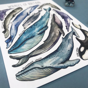 Whales of Britain Postcard | Conscious Craft