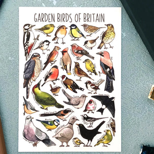 Alexia Claire | Garden Birds of Britain | Postcard | Conscious Craft