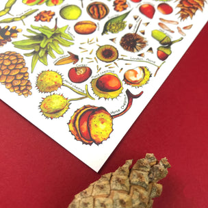Alexia Claire | Nuts & Seeds of Britain | Postcard | Conscious Craft