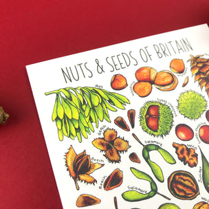 Alexia Claire | Nuts & Seeds of Britain | Postcard | Conscious Craft