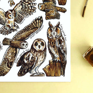 Alexia Claire | Owls of Britain | Postcard | Conscious Craft