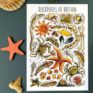 Alexia Claire | Rockpools of Britain | Postcard | Conscious Craft