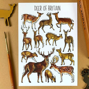 Alexia Claire | Deers of Britain | Postcard | Conscious Craft
