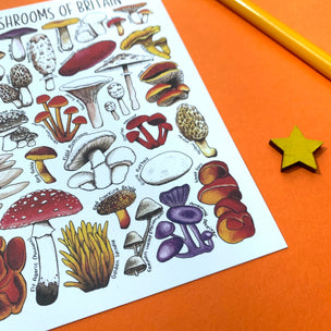 Alexia Claire | Mushrooms of Britain | Postcard | Conscious Craft