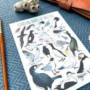 Alexia Claire | Coastal Birds of Britain | Postcard | Conscious Craft