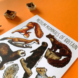 Alexia Claire | Mammals of Britain | Postcard | Conscious Craft