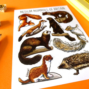 Alexia Claire | Mammals of Britain | Postcard | Conscious Craft