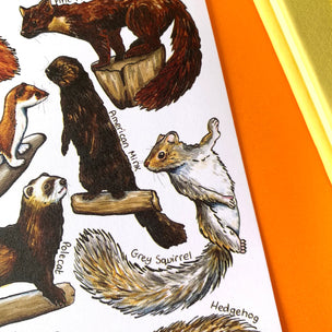 Alexia Claire | Mammals of Britain | Postcard | Conscious Craft