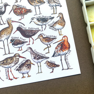 Alexia Claire | Waders of Britain | Postcard | Conscious Craft