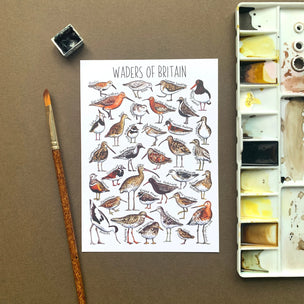 Alexia Claire | Waders of Britain | Postcard | Conscious Craft