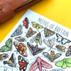 Alexia Claire | Moths of Britain | Postcard | Conscious Craft