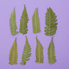 Pressed Plants | Small Fern | ©Conscious Craft